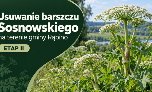 Usuwanie barszczu Sosnowskiego na terenie gminy Rąbino – etap II